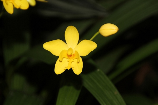 Phalaenopsis   062.jpg